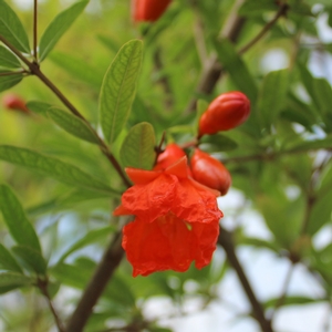 DWARF POMEGRANATE