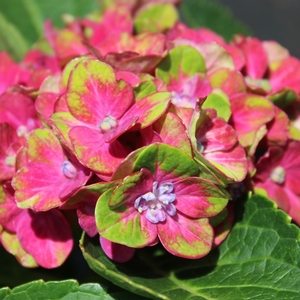 PISTACHIO HYDRANGEA