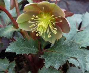 HOT FLASH LENTEN ROSE