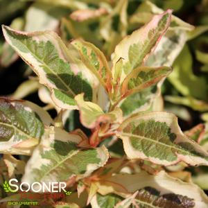 MY MONET® SUNSET WEIGELA