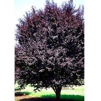 KRAUTER'S VESUVIUS ORNAMENTAL PLUM