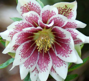 PAINTED DOUBLES WINTER JEWELS™ LENTEN ROSE