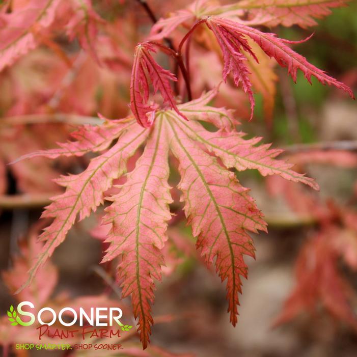 ARIADNE UPRIGHT JAPANESE MAPLE