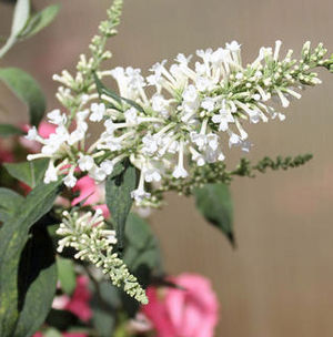 INSPIRED WHITE™ BUTTERFLY BUSH