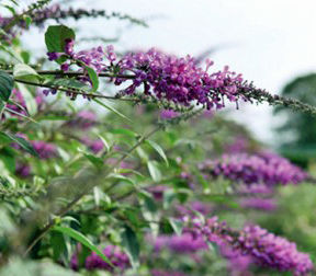 INSPIRED VIOLET™ BUTTERFLY BUSH