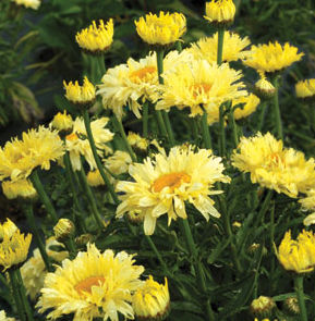 GOLDFINCH SHASTA DAISY