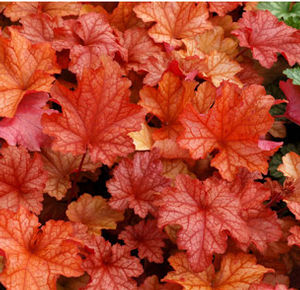 PAPRIKA CORAL BELLS