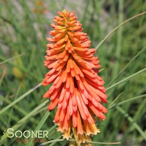 PAPAYA POPSICLE™ RED HOT POKER