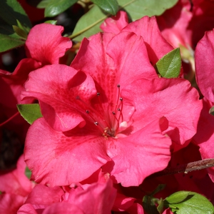 BLOOM-A-THON® RED MAGNIFICENCE™ AZALEA