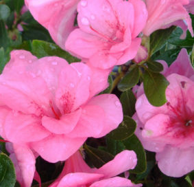 CHERRY PINK PRESTIGE™ ReBLOOM® AZALEA