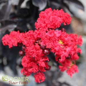 BLACK DIAMOND® RED HOT CRAPEMYRTLE