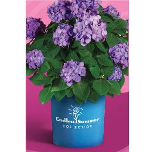 ENDLESS SUMMER® BLOOMSTRUCK® HYDRANGEA