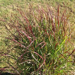 SHENANDOAH SWITCH GRASS