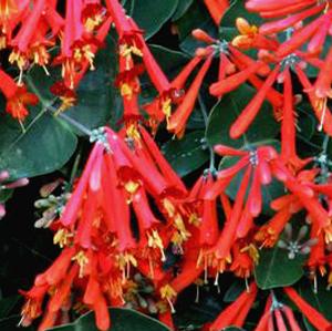 RED CHARM™ HONEYSUCKLE