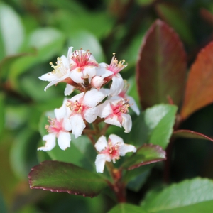 REDBIRD™ INDIAN HAWTHORN