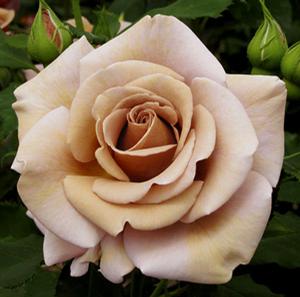 KOKO LOKO™ FLORIBUNDA ROSE