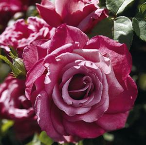 HEIRLOOM HYBRID TEA ROSE