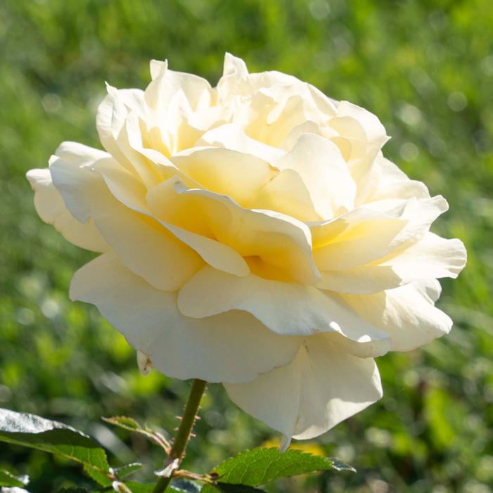 SUNSHINE DAYDREAM™ GRANDIFLORA ROSE