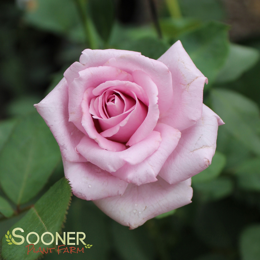 BLUE GIRL HYBRID TEA ROSE