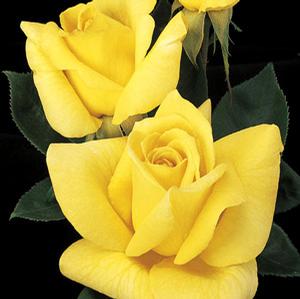 OREGOLD HYBRID TEA ROSE