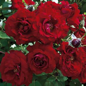 OH MY!™ FLORIBUNDA ROSE