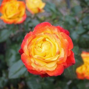 JUDY GARLAND FLORIBUNDA ROSE