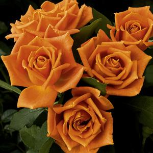 PUMPKIN PATCH™ FLORIBUNDA ROSE