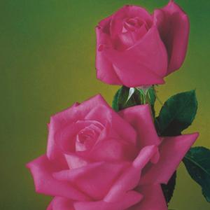 MISS ALL-AMERICAN BEAUTY HYBRID TEA ROSE