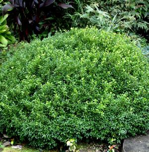 EMERALD KNOLL™ BOXWOOD