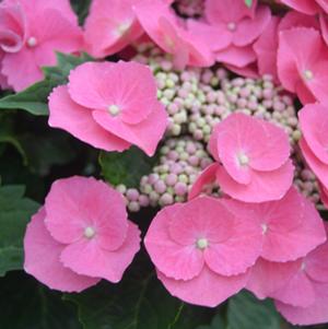 CABBAGE PATCH™ HYDRANGEA