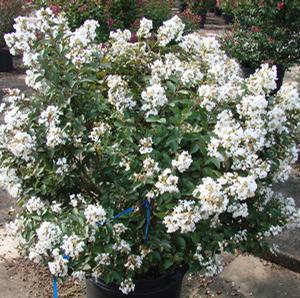 ENDURING SUMMER™ WHITE CRAPEMYRTLE