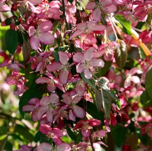 RUBY TEARS™ WEEPING CRABAPPLE