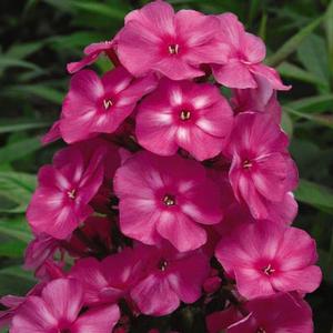 BUBBLEGUM PINK™ GARDEN PHLOX