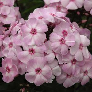 CANDY STORE® COTTON CANDY™ GARDEN PHLOX