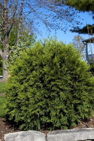 TECHNITO® ARBORVITAE