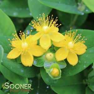 WHITE ST. JOHN'S WORT