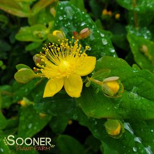 PUMPKIN ST. JOHN'S WORT