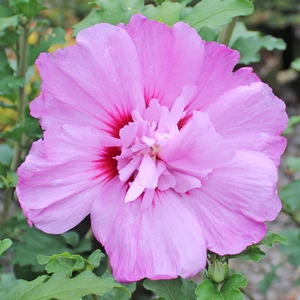 TAHITI™ ALTHEA