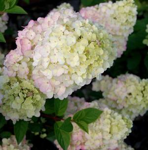 STRAWBERRY SUNDAE® HYDRANGEA