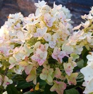 TICKLED PINK™ HYDRANGEA