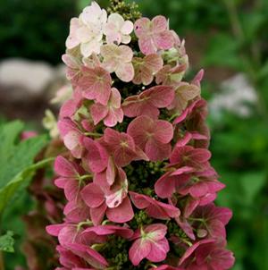 JETSTREAM™ OAKLEAF HYDRANGEA