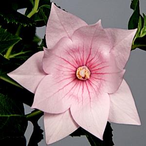 ASTRA DOUBLE PINK BALLOON FLOWER