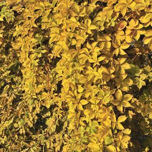 YELLOW WALL® VIRGINIA CREEPER