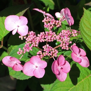 TUTU™ HYDRANGEA