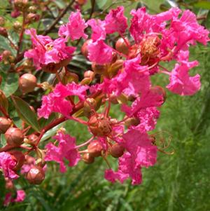 WORLD'S FAIR MINIATURE CRAPEMYRTLE