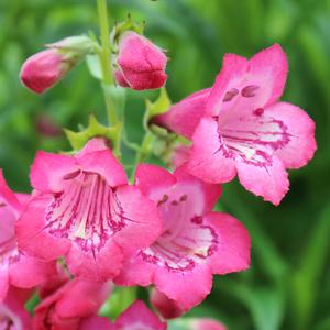 CHA CHA™ PINK BEARDTONGUE