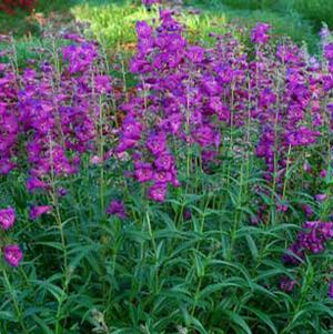 CHA CHA™ PURPLE BEARDTONGUE