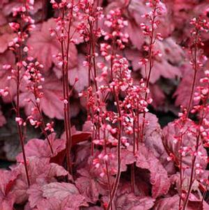 GRAPE SODA™ CORAL BELLS