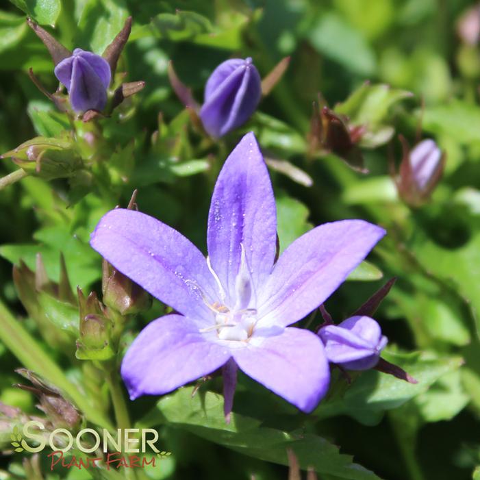 BLUE WATERFALL BELLFLOWER