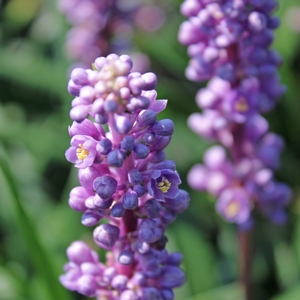 PURPLE EXPLOSION (BIG BLUE) LIRIOPE